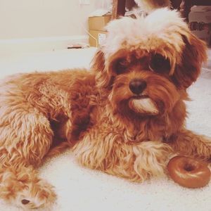 Meet your Posher, Chelsea